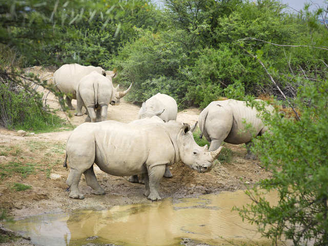 White rhinos 