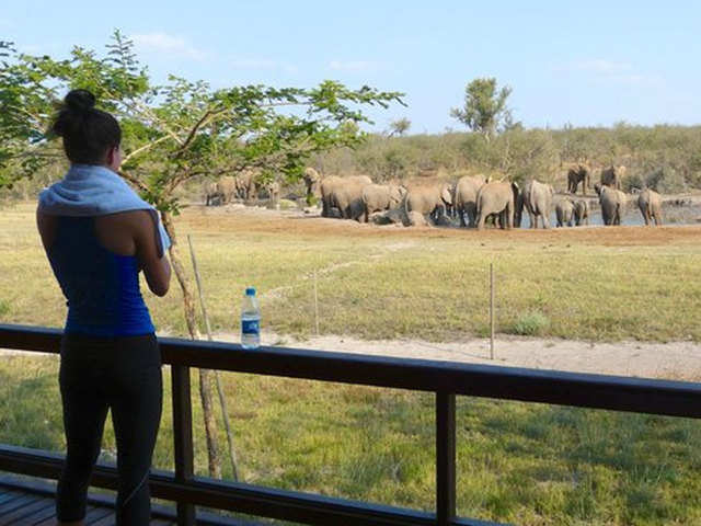 Raising awareness - How virtual safaris are filling in for wildlife ...