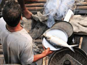 Hilsa Fish