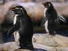 Now, penguin poop is no laughing matter