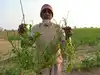 Crop losses