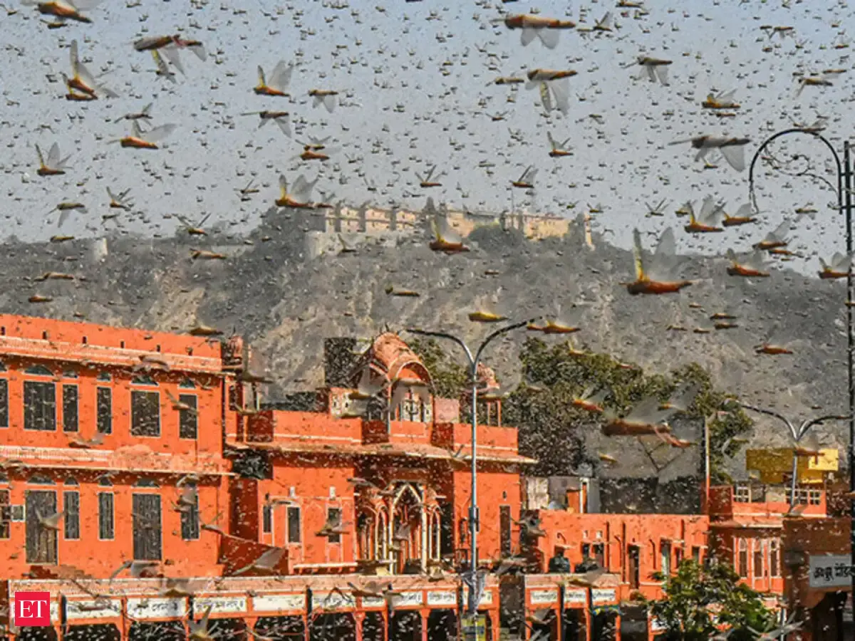 locust attack video: Along with Covid-19 pandemic and cyclone Amphan ...