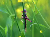 locusts bccl