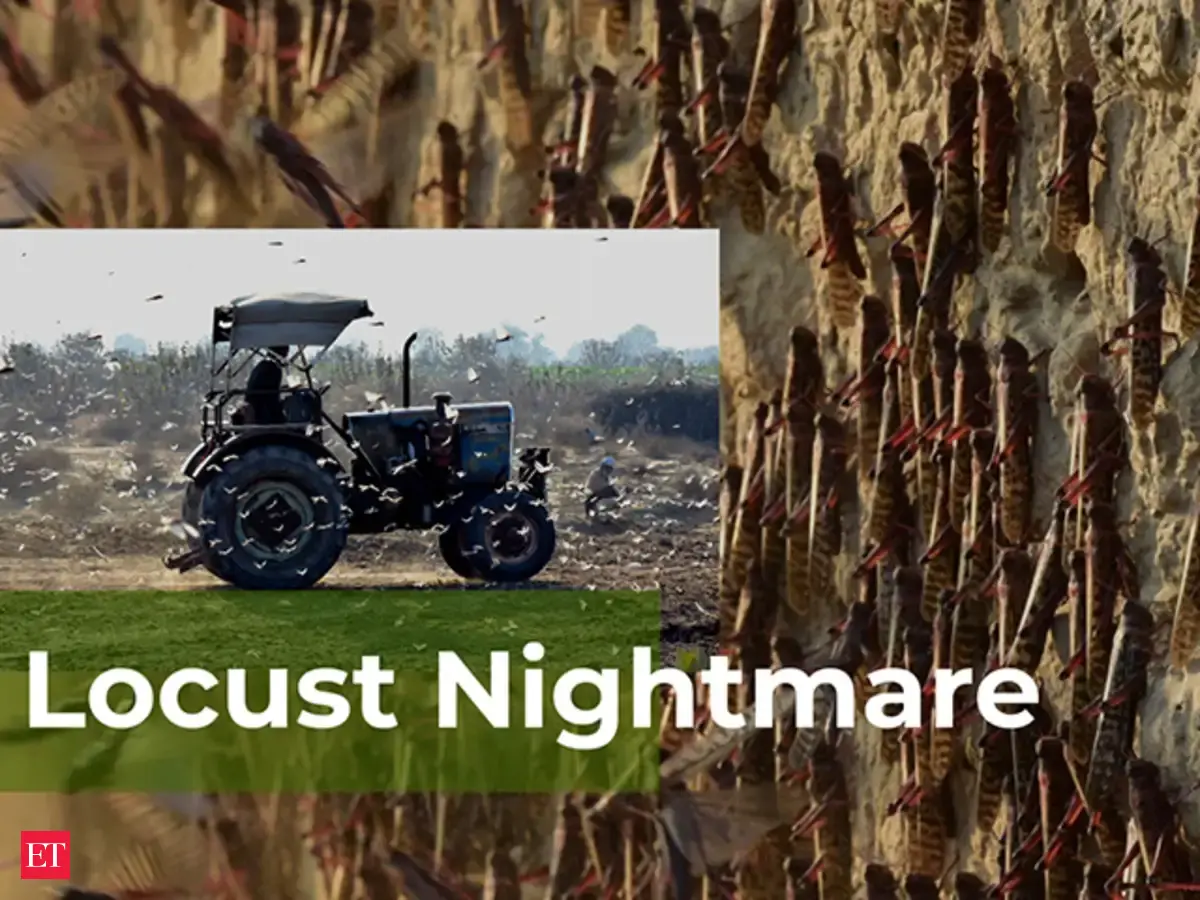 Locust attack India: India faces the worst locust attack in decades ...