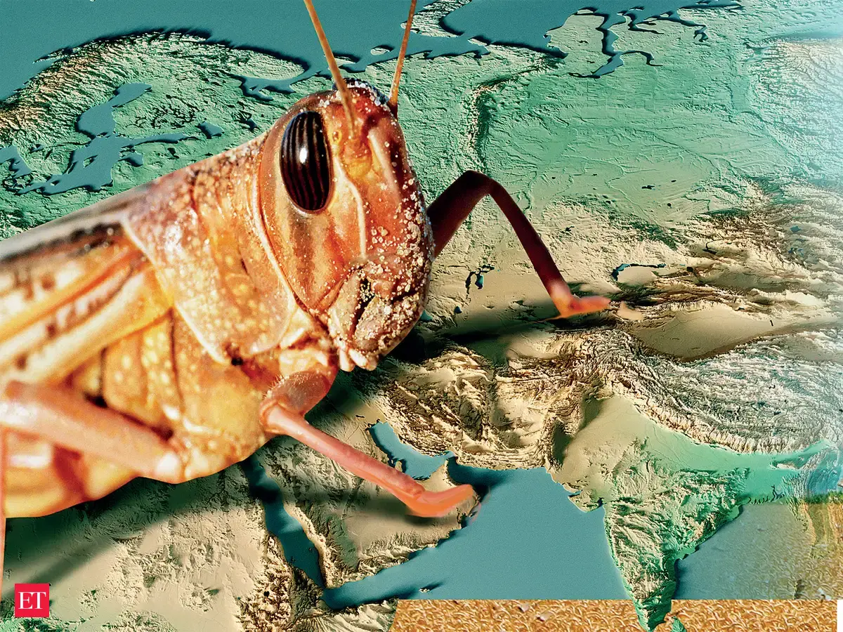 Risk Factor - What are desert locusts & why are they so devastating ...