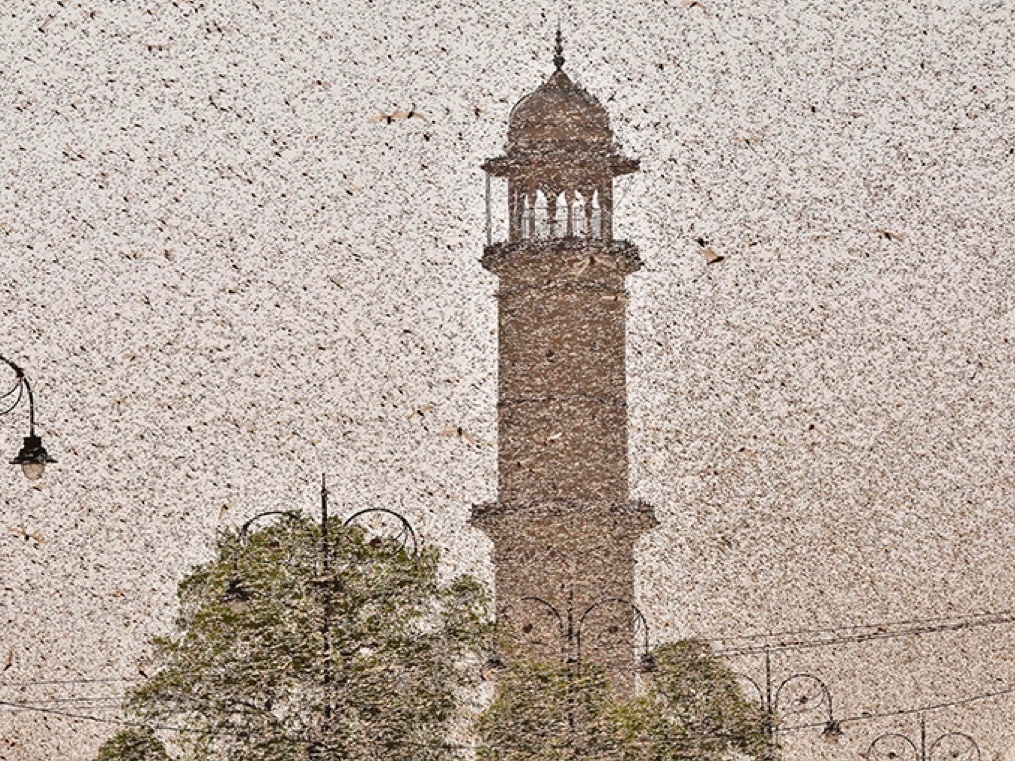 Locust attack ahead of the sowing season: at the receiving end are farmers and the economy