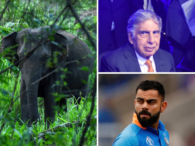 ​Ratan Tata and Virat Kohli expressed shock to know about the killing of the pregnant elephant in Kerala.
