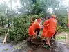 Clearing uprooted trees