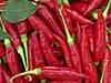 Agro commodities: Jeera, Chilli, Guar seed in red