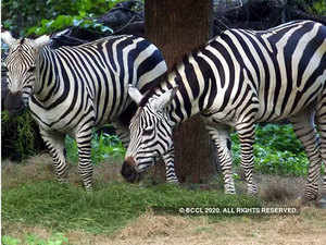 Zebra---BCCL