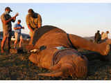 South Africa de-horns rhinos to prevent poaching