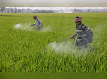 Nadia: Farmers spray pesticide in a paddy field at a village in Nadia district o...