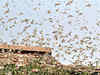 Locust control eligible for SDRF and NDRF relief