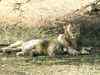 29% rise in Asiatic lion population in Gir