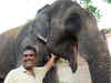 The jumbo riches: Bihar man bequeaths land to elephants