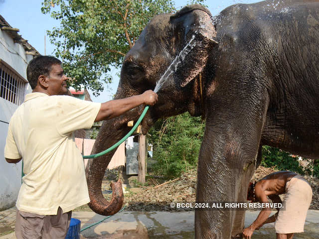 The jumbo riches: Bihar man bequeaths land to elephants - The ...