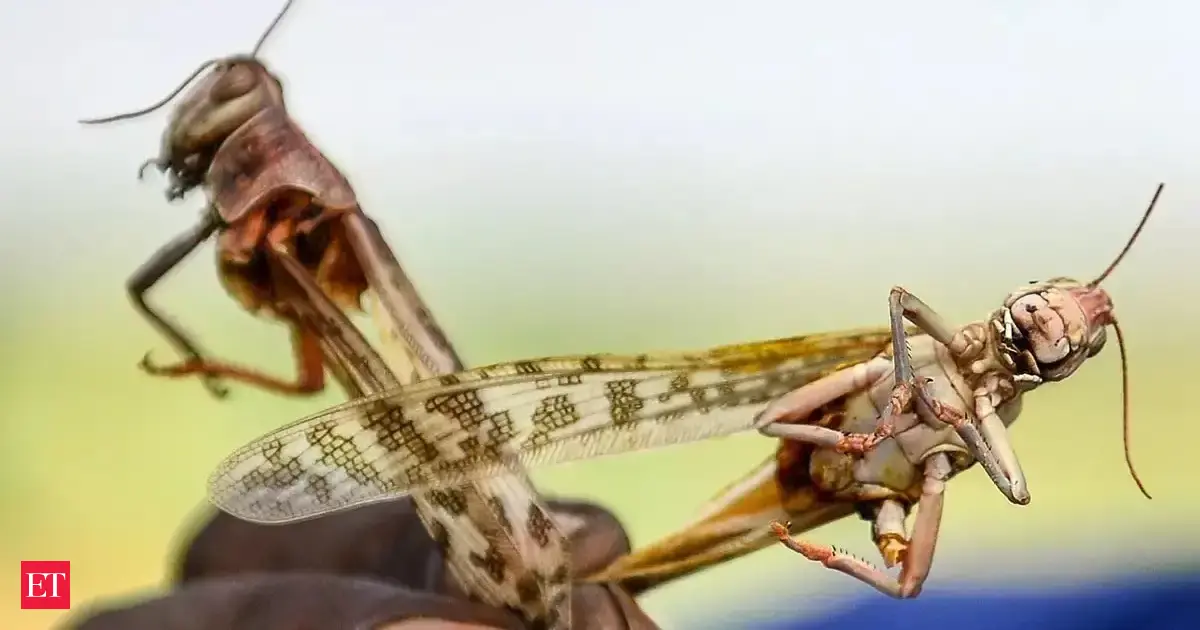 India-Pak technical-level meeting on locust issue proposed for June 18 ...