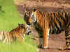 Corbett Tiger Reserve reopens for tourists