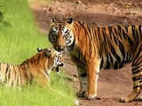 Corbett Tiger Reserve reopens for tourists