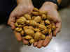 Dry fruit prices fall 20% on low demand, US-China tensions