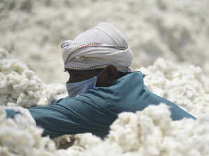 cotton-bccl