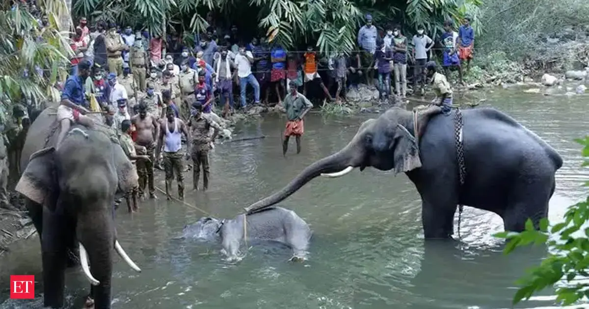 Need a humane solution to this wild problem - The Economic Times