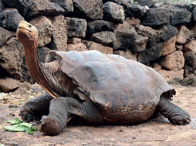 ?Diego is a rare giant Galapagos tortoise. ?