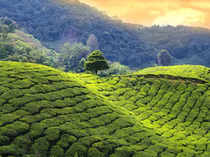 tea plantation-1200