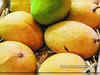 CISH initiates process for GI tag for Banarsi Langrha, Chausa mangoes
