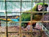 DRI busts exotic birds trafficking syndicate, arrests 2 for smuggling 22 macaws from Bangladesh