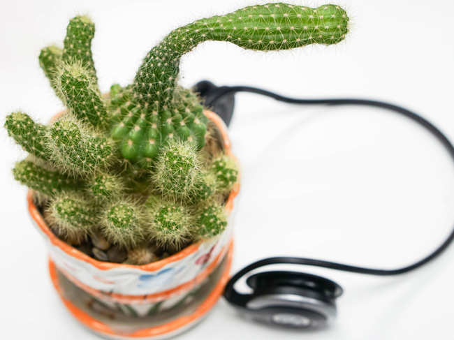 music-song-plant-cactus_iStock