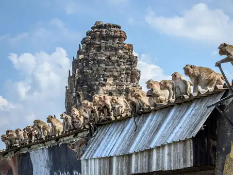 Primate pandemonium