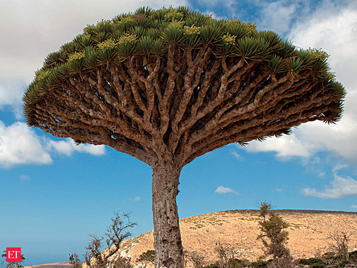 Extinction Watch Dragon Blood Tree A Magical Cure All The Economic Times