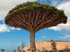 Extinction Watch: Dragon blood tree, a magical cure-all