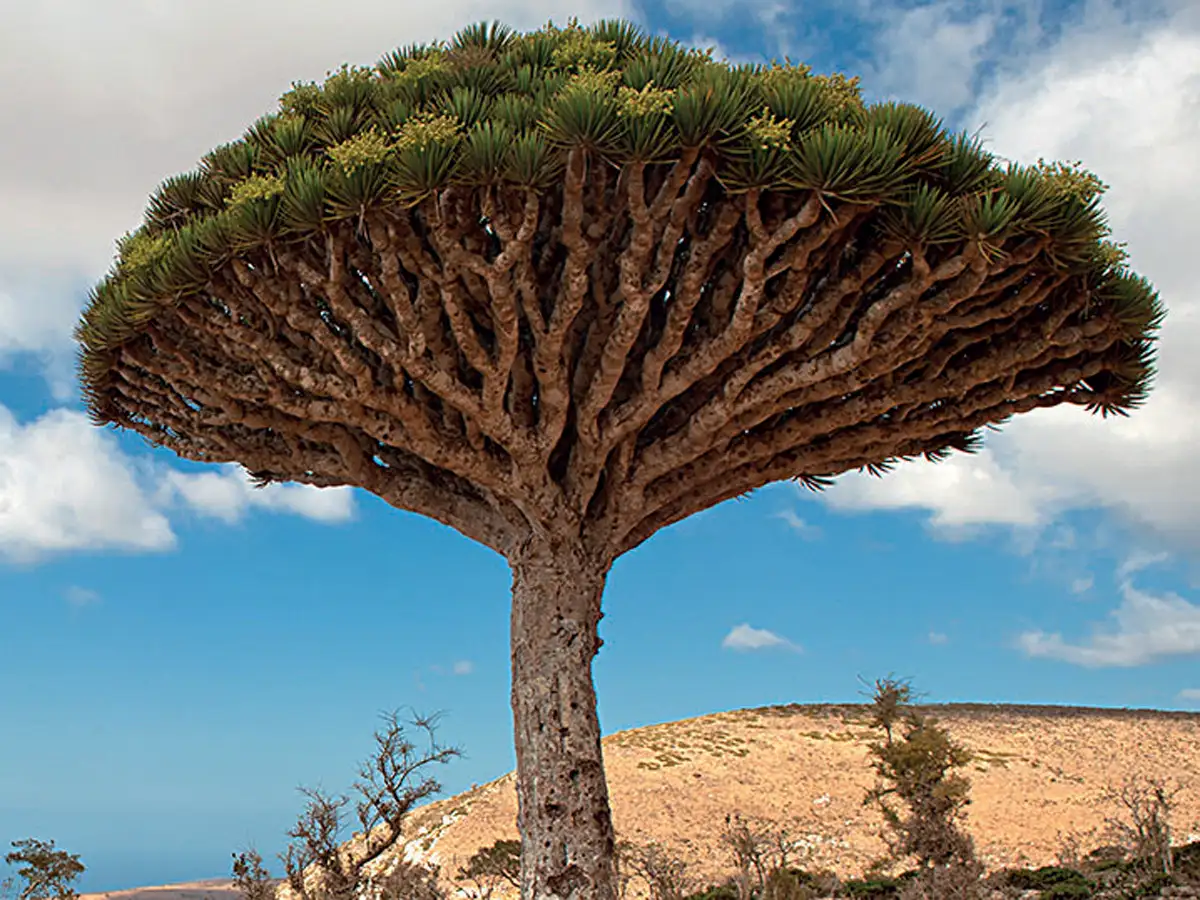 Dragon Blood Tree Latest News Videos Photos About Dragon Blood Tree The Economic Times Page 1