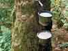 Rubber prices fall 10 per cent in February