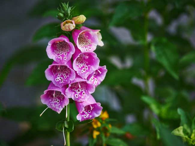 The 'foxglove' is a woodland plant with delicate and fragrant bell-shaped flowers that look like wind chimes.