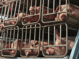 Pigs