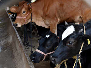 Surplus milk, drop in demand: How Nandini kept farmers smiling through lockdown