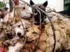 Nagaland bans sale of dog meat