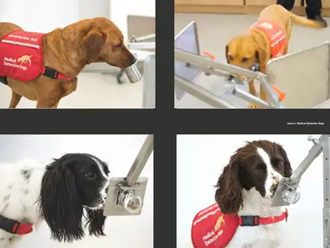 Meet the dogs