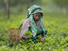 Lockdown cuts India's April tea output by 54% y/y