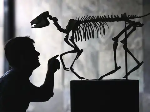 ​Pupper of Mesozoic era