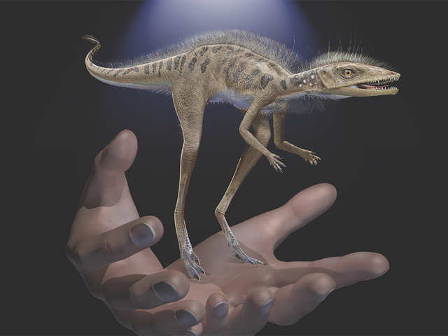 ​The palm-sized dinosaur?