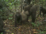 Rare gorillas in Nigeria captured on camera with babies