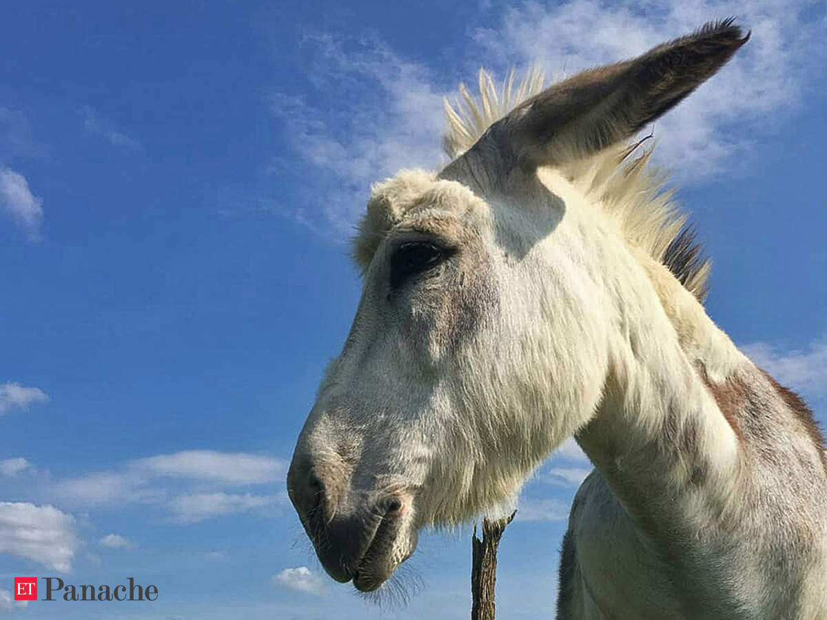 buckwheat: Meet Buckwheat, the donkey who crashes Zoom WFH meetings, for  his animal friends - The Economic Times