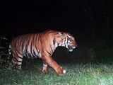 ‘Largest-ever camera trap wildlife survey’ puts India in record books