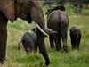 Kenya wildlife reserves threatened as tourists stay away