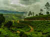 Unprecedented rainfall making tea planters apprehending heavy and long term yield loss