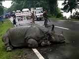 Assam floods: 108 animals die at Kaziranga National Park